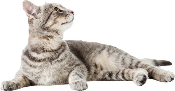 cat cat
