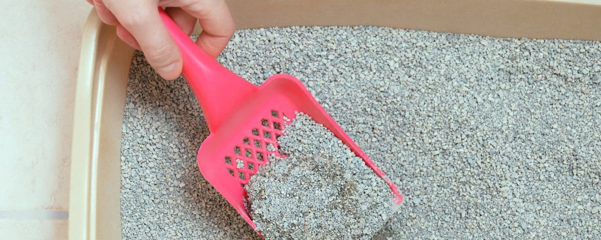Cat litter